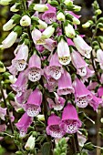 DIGITALIS PURPUREA PINK PANTHER