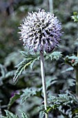 ECHINOPS SPHAEROCEPHALUS ARCTIC GLOW