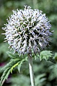 ECHINOPS SPHAEROCEPHALUS ARCTIC GLOW