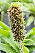 EUCOMIS LEIA