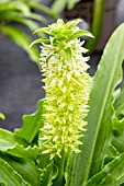 EUCOMIS MAUI WHITE