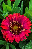 GAILLARDIA CELEBRATION