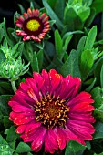 GAILLARDIA CELEBRATION