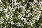 GAURA SPARKLE WHITE