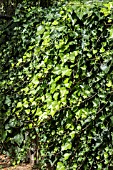 HEDERA ALGERIENSIS