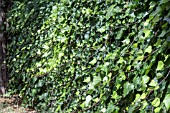 HEDERA ALGERIENSIS