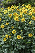 HELIANTHUS CAPENOCH STAR