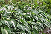 HOSTA NIGHT BEFORE CHRISTMAS