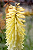 KNIPHOFIA MOONSTONE