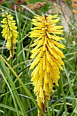 KNIPHOFIA WREXHAM BUTTERCUP