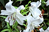 LILIUM CASSA BLANCA