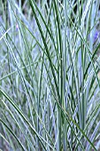 MISCANTHUS MORNING LIGHT