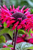 MONARDA BEE-HAPPY