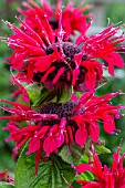 MONARDA BEE-HAPPY