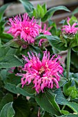 MONARDA BEE-LIEVE