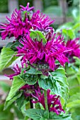 MONARDA BEE-TRUE