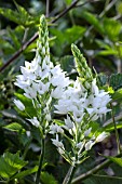 ORNITHOGALUM THYRSOIDES