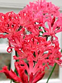 NERINE SARNIENSIS (GUERNSEY LILY)