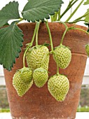 STRAWBERRY ELSANTA IN POT IN GREENHOUSE