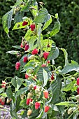 Rubus idaeus Autumn Temptation