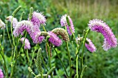 SANGUISORBA BLACKTHORN