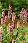 SANGUISORBA CANADENSIS