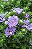 STOKESIA LAEVIS MELS BLUE