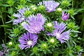 STOKESIA LAEVIS MELS BLUE