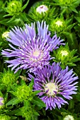 STOKESIA LAEVIS MELS BLUE