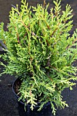 THUJA PLICATA LITTLE BOY