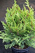 THUJA PLICATA LITTLE BOY