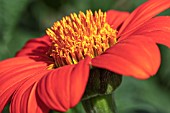 TITHONIA RED TORCH