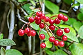 VIBURNUM CARLESII