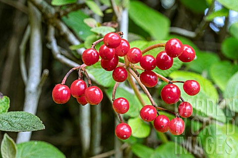 VIBURNUM_CARLESII