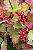 VIBURNUM OPULUS