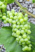 VITIS HIMROD