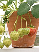 STRAWBERRY ELSANTA IN POT IN GREENHOUSE