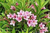 WEIGELA ALL SUMMER PEACH (SLINGPINK)