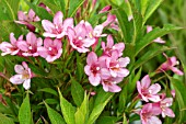 WEIGELA ALL SUMMER PEACH (SLINGPINK)