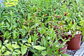 ROOTED CUTTINGS OF SALVIA & CUPHEA