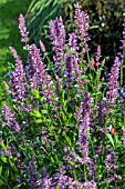 AGASTACHE PALLIDIFLORA ROSE MINT