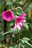 ANISODONTEA EL REYO