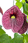 ARISTOLOCHIA GRANDIFLORA.