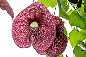 ARISTOLOCHIA GRANDIFLORA