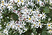 ASTER DIVARICATUS