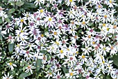 ASTER DIVARICATUS