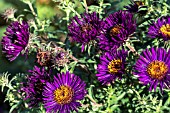 SYMPHYOTRICHUM NOVAE-ANGLIEA MARINA WOLKONSKY