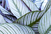 CALATHEA WHITE STAR