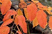 CARPINUS BETULUS ROCKHAMPTON RED (LOCHGLOW)