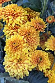 CHRYSANTHEMUM PENNINE BULLION